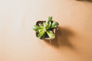 ozzie_nikki_wed_0770